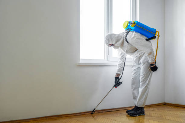 Best Termite Control Services  in Spring Valley, IL