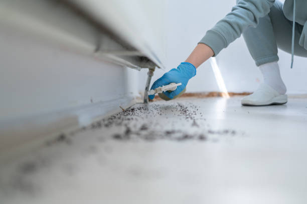 Best Spider Control Near Me  in Spring Valley, IL